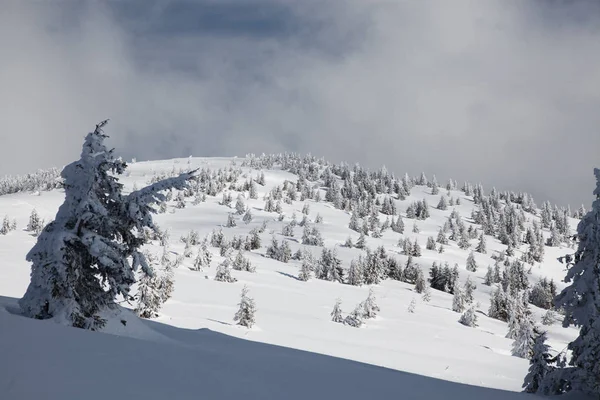 Fondo Invierno Abetos Cubiertos Nieve Las Montañas —  Fotos de Stock