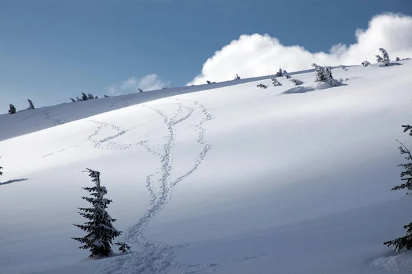 Winter Background Snow Covered Fir Trees Mountains — Stock Photo, Image