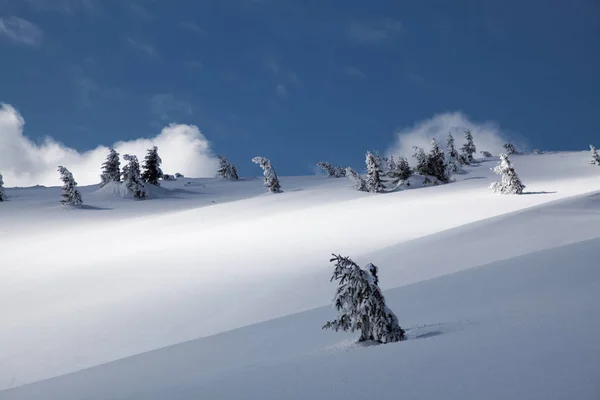 Çam Ağaçları Dağlarda Kar Kış Arka Plan Kapsamında — Stok fotoğraf
