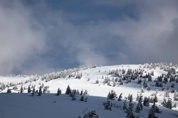 Achtergrond Van Winter Sneeuw Bedekt Sparren Bergen — Stockfoto