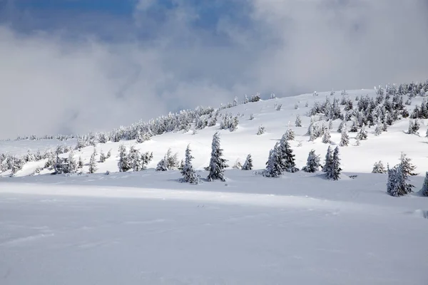 冬天背景雪覆盖了冷杉树在山 — 图库照片