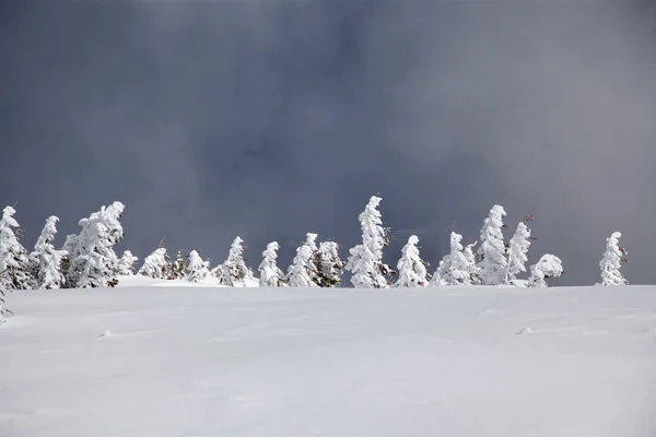 Fondo Invierno Abetos Cubiertos Nieve Las Montañas — Foto de Stock