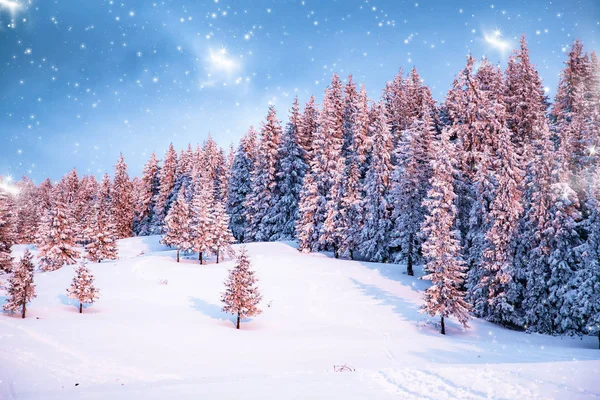 Rosa Wintersonnenaufgang Aus Schneebedeckten Tannen Schöne Berglandschaft Weihnachtshintergrund — Stockfoto