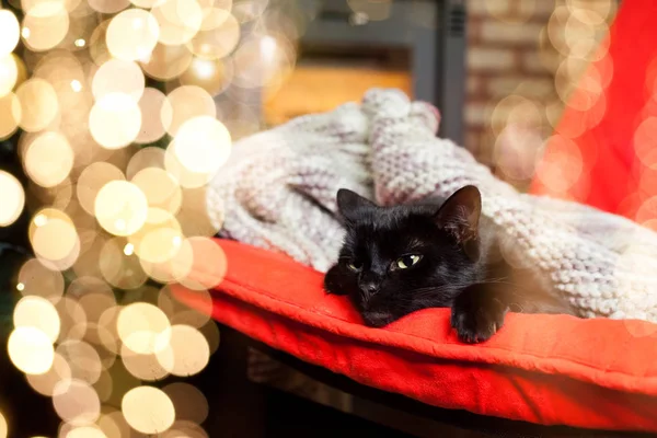 Lindo Gato Negro Pacíficamente Durmiendo Silla Roja Árbol Navidad Fuego — Foto de Stock