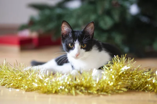 Niedliche Kleine Katze Unter Dem Weihnachtsbaum — Stockfoto