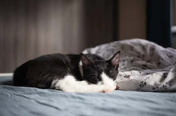 Bonito Pequeno Gato Dormindo Cama — Fotografia de Stock