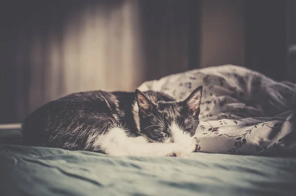 Bonito Pequeno Gato Dormindo Cama — Fotografia de Stock