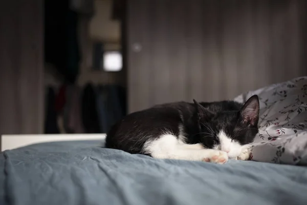 Bonito Pequeno Gato Dormindo Cama — Fotografia de Stock