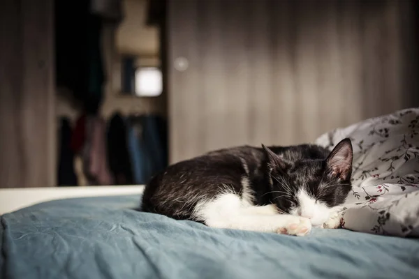 Kucing Kecil Yang Lucu Tidur Tempat Tidur — Stok Foto