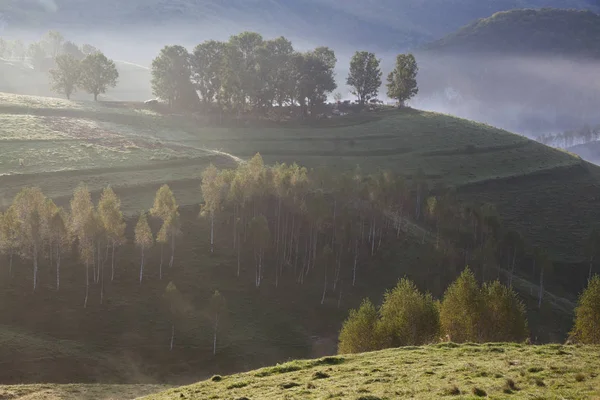 Mistig Zomerlandschap Bergen Salciua Roemenië — Stockfoto