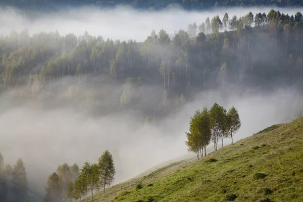 Туманный Летний Пейзаж Горах Сальчуа Румыния — стоковое фото
