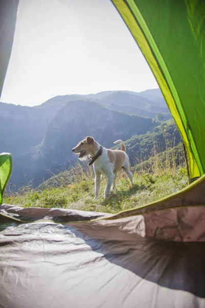 Camping Met Schattige Terriër Hond Bergen — Stockfoto