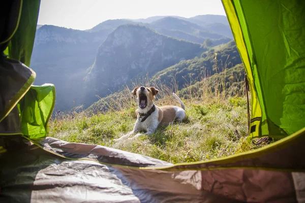 Camping Met Schattige Terriër Hond Bergen — Stockfoto