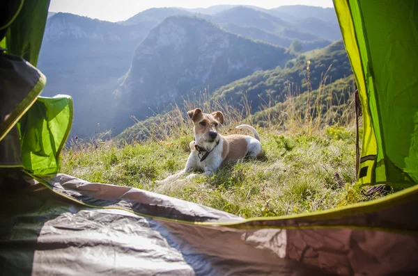 Camping Met Schattige Terriër Hond Bergen — Stockfoto