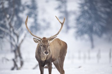 soylu erkek geyik kışın kar altında 