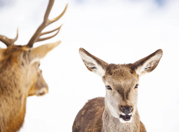 Rehe Und Edelhirsche Winterschnee — Stockfoto