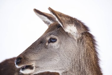 Kış karında yumurta geyiği 
