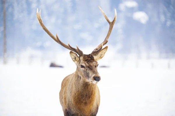 Noble Ciervo Macho Invierno Nieve — Foto de Stock