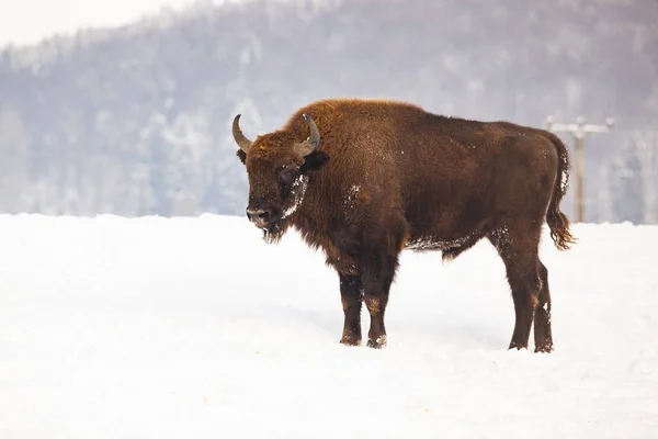Bisonte Europeo Bison Bonasus Hábitat Natural Invierno — Foto de Stock