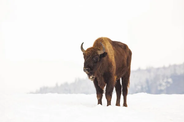 European Bison Bison Bonasus Natural Habitat Winter — Stock Photo, Image