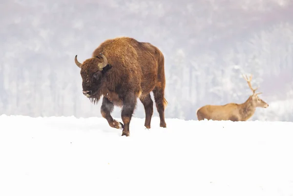 Bisonte Europeo Bison Bonasus Hábitat Natural Invierno — Foto de Stock