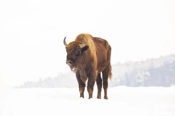 冬の自然生息地におけるヨーロッパのバイソン Bison Bonasus — ストック写真