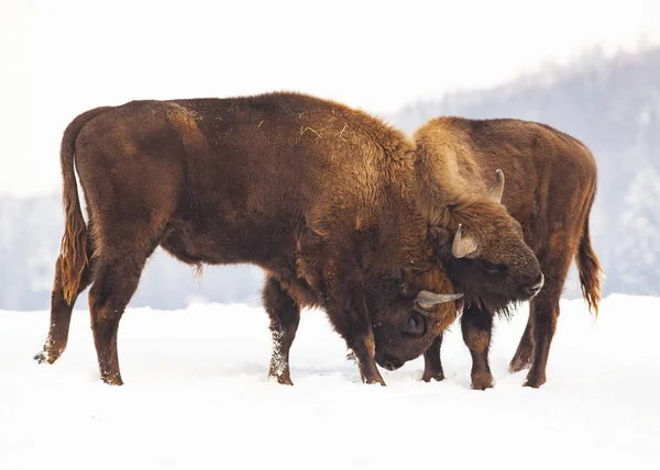 Bisonte Europeo Bison Bonasus Luchando Invierno — Foto de Stock