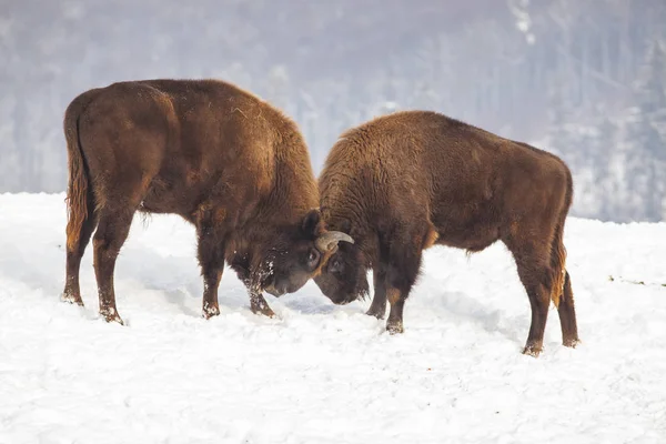 Bisonte Europeo Bison Bonasus Luchando Invierno — Foto de Stock