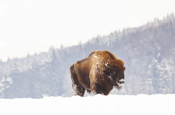 Bisonte Europeo Bison Bonasus Habitat Naturale Inverno — Foto Stock