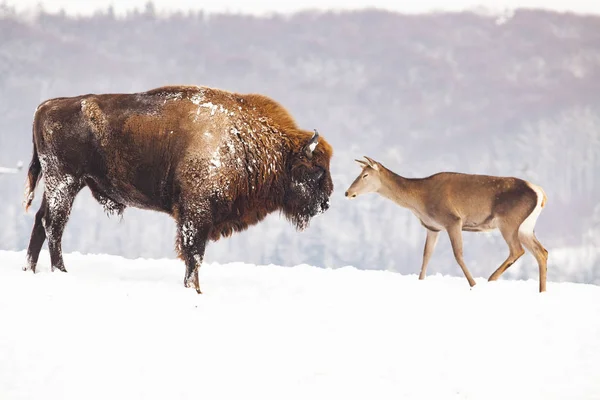 Bisontes Ciervos Europeos Invierno — Foto de Stock