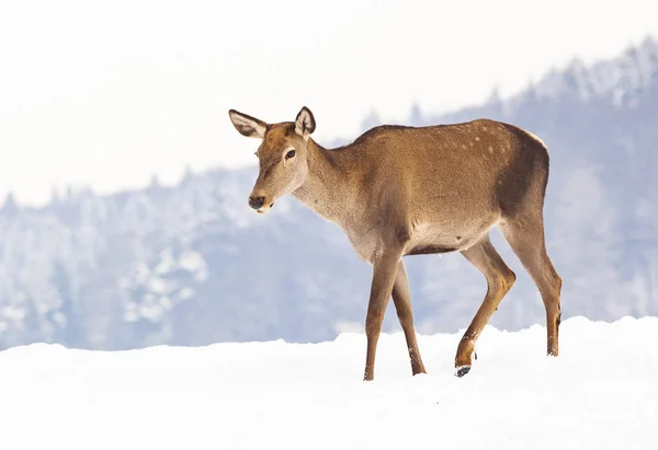 冬雪中的鹿群 — 图库照片