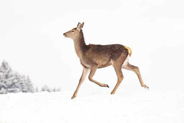 Rådjur Vintersnö — Stockfoto