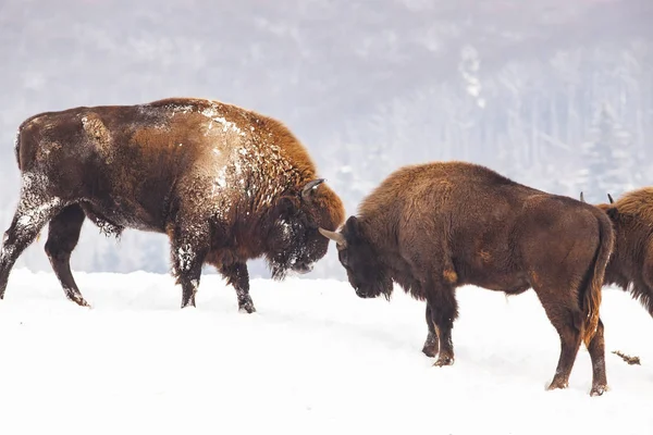 Bisonte Europeo Bison Bonasus Hábitat Natural Invierno — Foto de Stock