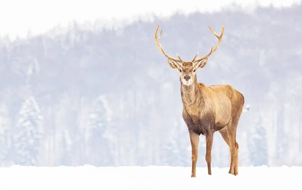 冬雪中的高贵鹿公 — 图库照片