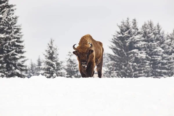 European Bison Bison Bonasus Natural Habitat Winter — Stock Photo, Image