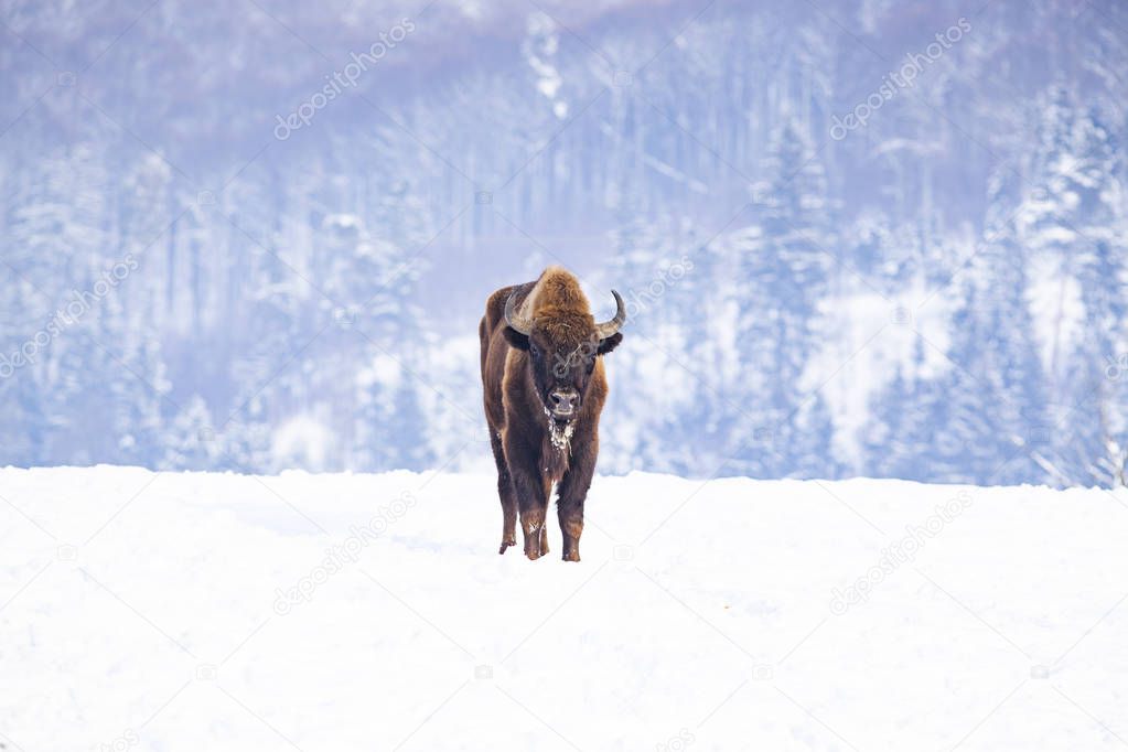 european bison (Bison bonasus) in natural habitat in winter