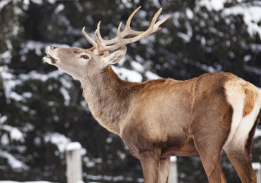 soylu erkek geyik kışın kar altında 
