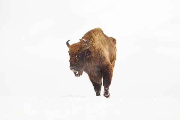 Bisonte Europeu Bison Bonasus Habitat Natural Inverno — Fotografia de Stock