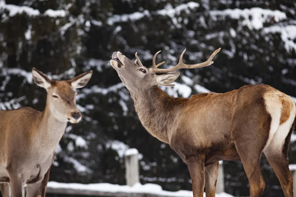 冬雪中的鹿群和高贵的鹿群 — 图库照片