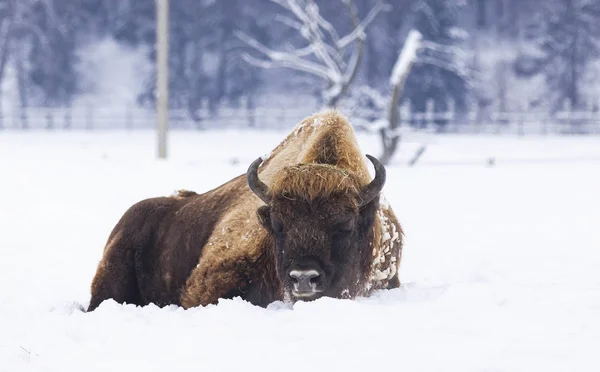 Bisonte Europeo Bison Bonasus Hábitat Natural Invierno — Foto de Stock