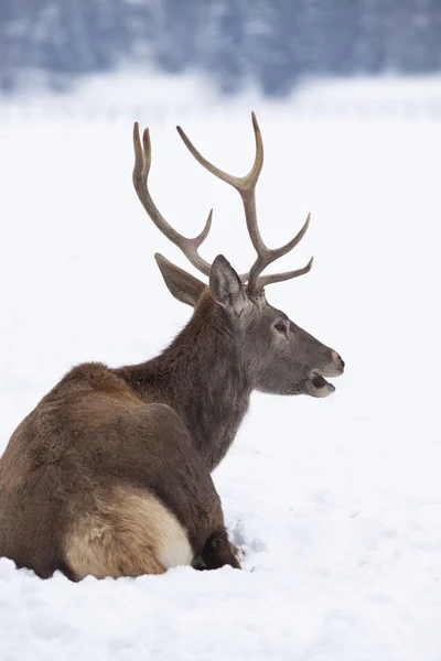 冬雪中的高贵鹿公 — 图库照片