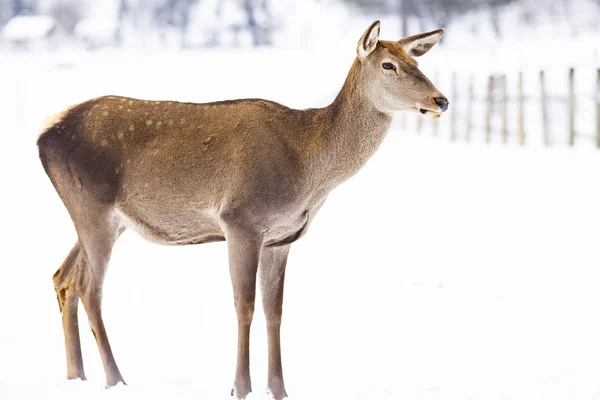 Rådjur Vintersnö — Stockfoto