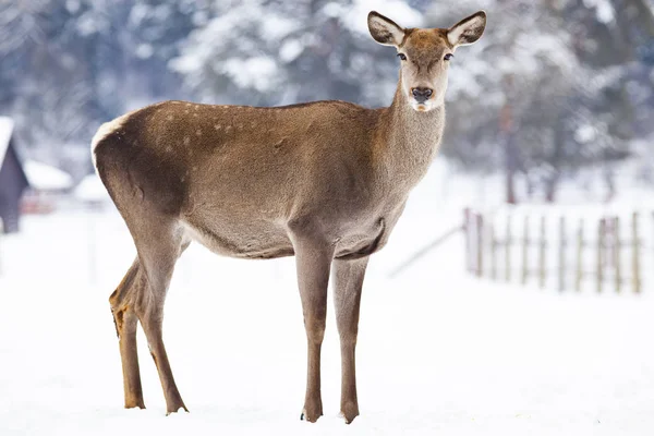 Rådjur Vintersnö — Stockfoto