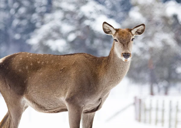 Rådjur Vintersnö — Stockfoto