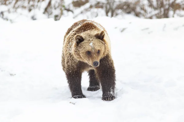 Brunbjörn Snö — Stockfoto