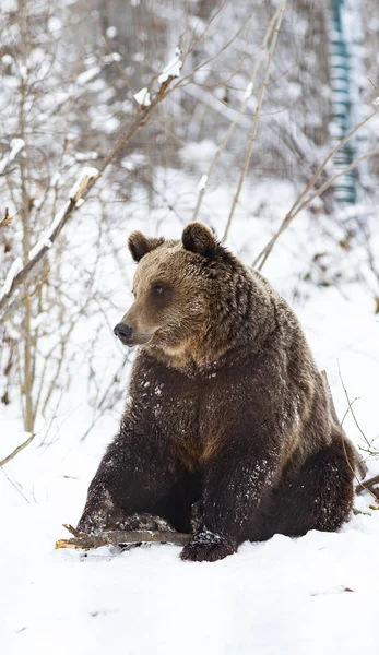 Urso Marrom Neve — Fotografia de Stock