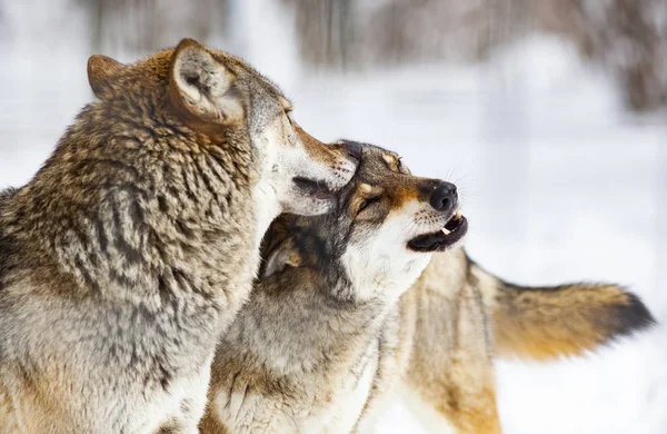 Lobos Jugando Nieve — Foto de Stock