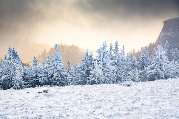 Winterlandschaft Mit Schneebedeckten Tannen Den Bergen — Stockfoto