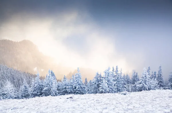 Winter Landscape Snowy Fir Trees Mountains — Stock Photo, Image