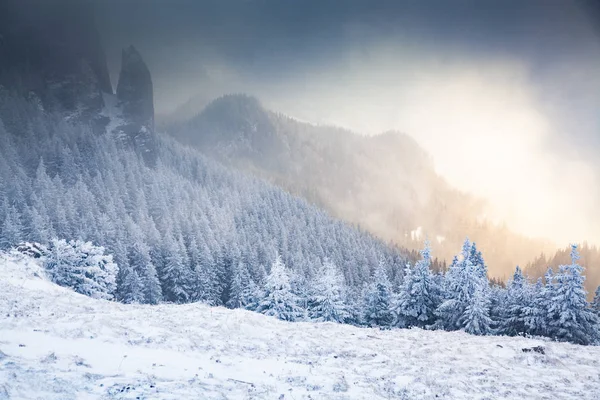 冬天的风景 山上长满了白雪的冷杉 — 图库照片